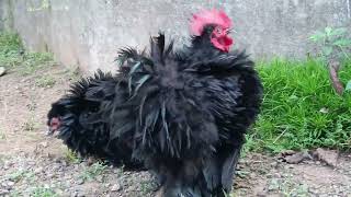 American bantam frizzle pair available top quality hay bajet trendingvideo viralvideo shermedehat [upl. by Annola]