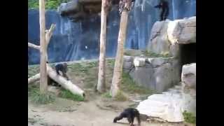 Chimpanzee BrawlCrazy Chimps Fighting in LA Zoo [upl. by Berte]