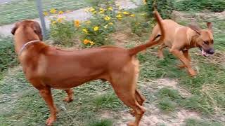 Rhodesian Ridgeback Play or Lion Hounds Make Lion Sounds [upl. by Nwhas]