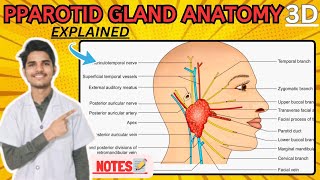 Parotid Gland Anatomy 3D  External features of parotid gland [upl. by Valleau216]