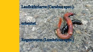 Laufkäferlarve gegen Regenwurm  ground beetle larva vs earthworm SmartphoneVideo [upl. by Colwen]