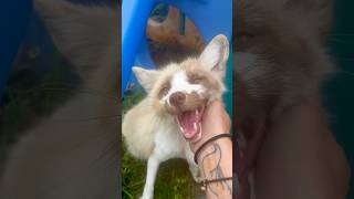 Luca is the happiest fox alive foxsounds fox foxrescue clevyrfoxes [upl. by Adrianne]