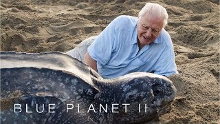 Protecting leatherback turtles  Blue Planet II Episode 7 Preview  BBC One [upl. by Teresa]