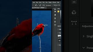 Remove Scarlet Tanager Complex Background in Photoshop shorts [upl. by Port]