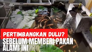 INILAH 9 KEKURANGAN PAKAN ALAMI IKAN NILA vilafish [upl. by Ferree]