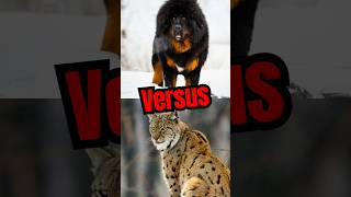 Mastín Tibetano VS Lince Ibérico 😱 animalesincreibles animalessalvajes [upl. by Fanny]