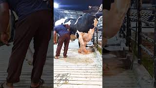 Enormous Holstein Friesian bull [upl. by Hembree]