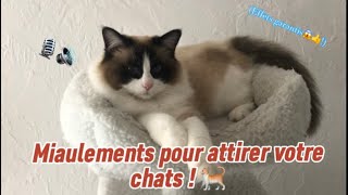 Miaulements pour attirer votre chats 🐈🎙️ EFFETS GARANTI [upl. by Vanderhoek]