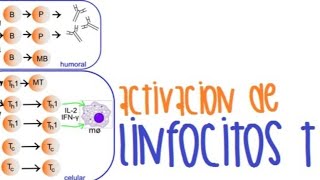 Activación de Linfocitos T [upl. by Anatola]