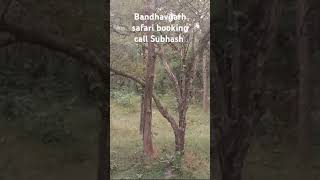 Bandhavgarh safari booking Subhash [upl. by Airod499]