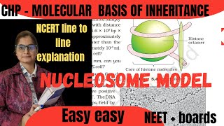 XII  Nucleosome model packaging of DNA [upl. by Hemingway319]