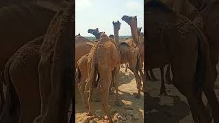 camel gorp and find 🇵🇰🐪🇵🇰🇵🇰 Sindhi Thar park [upl. by Adrienne]