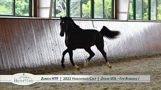 Zurich HTF 2022 Hanoverian Colt by Zenon VDL [upl. by Portingale]