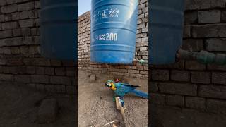 Macaw parrot ko bacha lea parrot [upl. by Erbes]