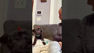 Pepper Almost Got Caught by a Hawk  RxCKSTxR Comedy Voiceover [upl. by Henriques]