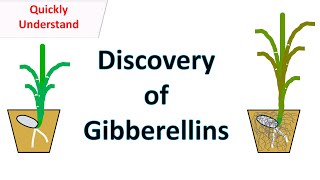 Discovery of Gibberellins [upl. by Hanaj]