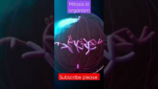 mitosis 3d animation  Phase of mitosis  cell cycle and cell division mitosis and meiosis shorts [upl. by Dumanian]