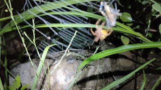 Gagamba hunting  night pinaka masukal na bundok subrang dami bumungad na gagamba [upl. by Alfredo642]