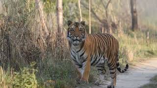 Pilibhit Tiger Reserve Beautiful Sighting pilibhittigerreserve nature wildanimals travel chuka [upl. by Glassman]