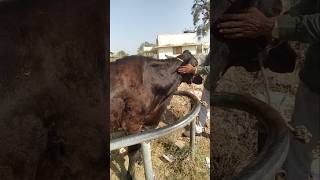 Vitamin Injection in Cow shorts animals [upl. by Koosis800]