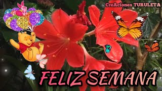 🌅✨Buenos Días 🍀 Que tengan una fantástica semana y sean muy felices 🤗🌺🌸 [upl. by Divod]