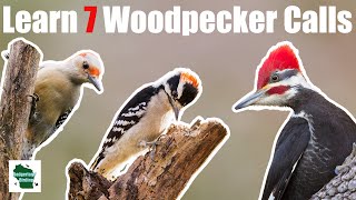 Learn 7 Common Woodpecker Calls Eastern North America [upl. by Elish]