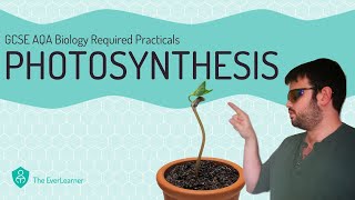 AQA GCSE Biology 91 Required Practical  Photosynthesis [upl. by Enitnelav]