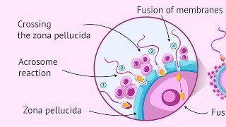 03 General Embryology lecture 3 part 1  2 Fertilization [upl. by Davena]