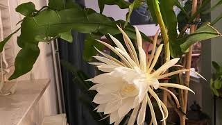 Magnificent Epiphyllum oxypetalum Queen of the Night [upl. by Thorlay789]