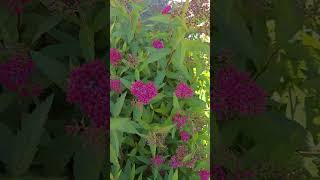 👁 👁 NEON SPIREA IN BLOOM NOVEMBER 4TH 2024 👍SUBSCRIBE PLEASE TYVM BUSH SHRUB LANDSCAPING 👁 👁 [upl. by Gamber]