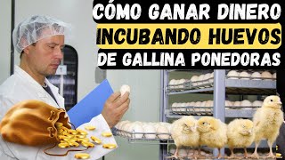 🐔🥚💰 Cómo Ganar Dinero Incubando Huevos de Gallinas Ponedoras Guía Completa Desde Cero 🚀 [upl. by Northway403]