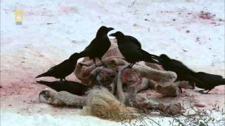 National Geographic Wild Russia Siberia HD Nature Documentary [upl. by Auhsuoj16]