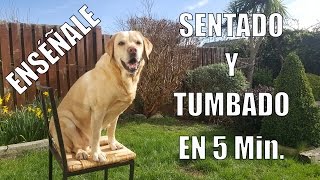 Enseña a tu Perro a Sentarse y Tumbarse en 5 min [upl. by Ahsinar]