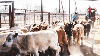 ALLAN SAVORY STYLE RANCHING and Rotational Grazing Cattle [upl. by Senn]