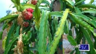 Productores de pitahaya en Tabasco buscan reforzar su cultivo para cubrir la demanda [upl. by Clorinda623]