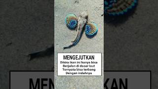 HELMET GURNARD  Ikan Belalang Dactylopterus volitans [upl. by Haneen]