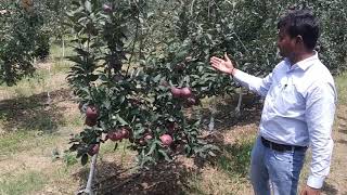 Jeromine  Red Delicious  Apple  Variety  M9  HDP  Dr Niranjan Singh  Dr YSPUHF [upl. by Publius]