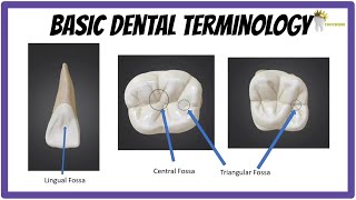 BASIC DENTAL ANATOMY  TEETH FORMULAE LANDMARKS CUSPS TUBERCLE RIDGES FOSSA [upl. by Lexie]