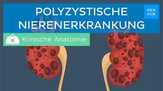 Polyzystische Nierenerkrankung Entstehung Symptome Behandlung  Kenhub [upl. by Eetak]