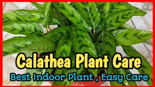 Calathea Plant Care ।। Indoor Plant Care Tips ।। [upl. by Aholah]