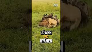 Löwen vs Hyänen Der gnadenlose Krieg [upl. by Flemming]