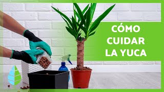 ¿Por qué se seca y MUERE la LAVANDA 7 ERRORES que se cometen al cultivar lavanda o espliego [upl. by Oicinoid617]