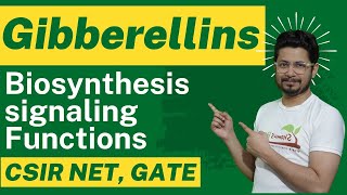 Gibberellin hormone biosynthesis and gibberellin function [upl. by Barr]