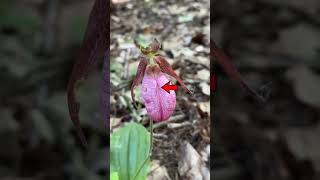 Cypripedium acaule [upl. by Ause]