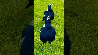 Magpie singing duo australian magpie sounds agt birds [upl. by Press445]