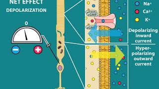 Phototransduction and Visual processing [upl. by Kcired]