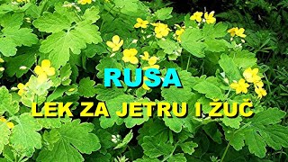 RUSA  LEK Za JETRU i ŽUČ [upl. by Burkley]