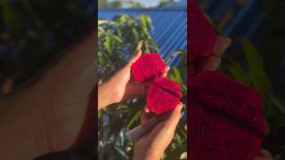 Dragon fruit allergy minivlog foodvideos trend viralvideo viralshorts couplegoals assam love [upl. by Pandolfi]