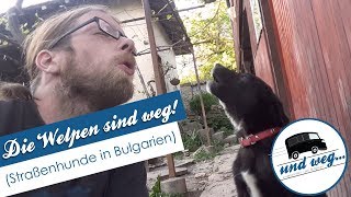 Die Welpen sind weg🐶 Straßenhunde in Bulgarien [upl. by Auburta]