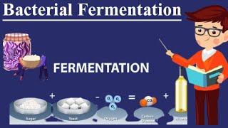 Fermentation and their Types  Fermentation Process  Bacterial Fermentation Types of Fermentation [upl. by Hizar]